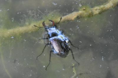 <i>Lucanus cervus</i>
