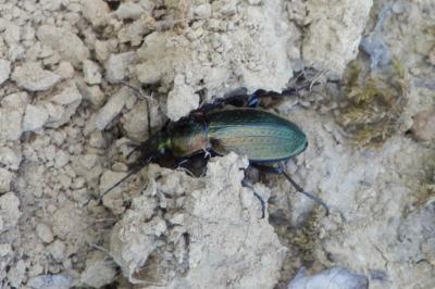 <i>Carabus monilis</i>