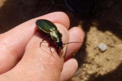 <i>Carabus monilis</i>