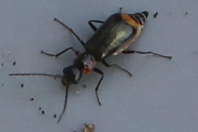 <i>Axinotarsus pulicarius</i>