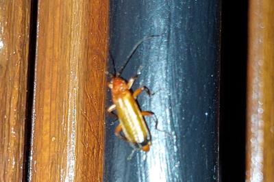 <i>Rhagonycha fulva</i>
