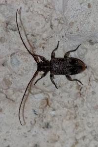 <i>Exocentrus adspersus</i>