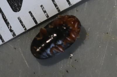 <i>Triplax lepida</i>