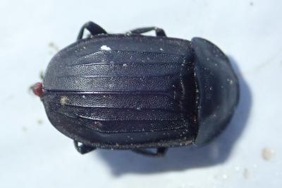 <i>Silpha tristis</i>