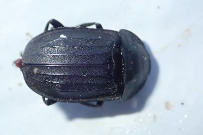 <i>Silpha tristis</i>