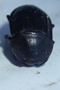 <i>Silpha tristis</i>