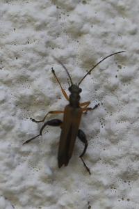 <i>Oedemera podagrariae</i>