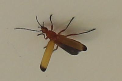 <i>Rhagonycha fulva</i>