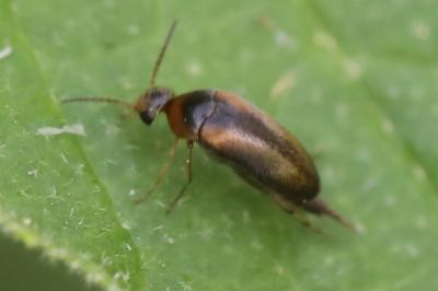 <i>Mordellistena variegata</i>