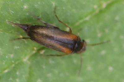 <i>Mordellistena variegata</i>