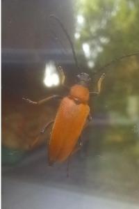 <i>Stictoleptura rubra</i>