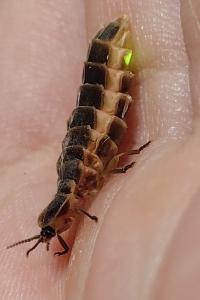 <i>Lampyris</i>