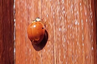 <i>Harmonia axyridis</i>