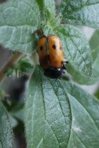 <i>Cryptocephalus imperialis</i>