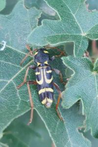 <i>Xylotrechus arvicola</i>