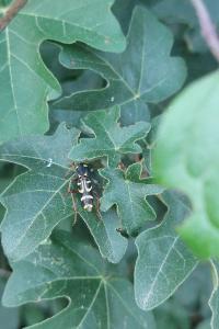 <i>Xylotrechus arvicola</i>