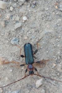 <i>Phymatodes testaceus</i>