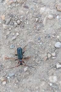 <i>Phymatodes testaceus</i>