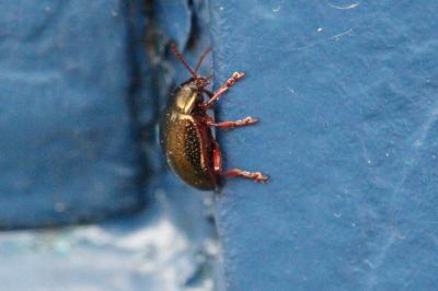 <i>Chrysolina bankii</i>