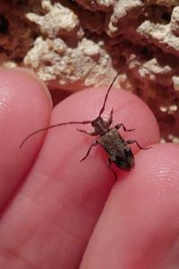 <i>Exocentrus adspersus</i>