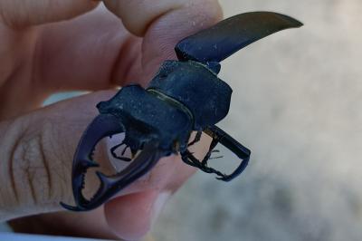 <i>Lucanus cervus</i>