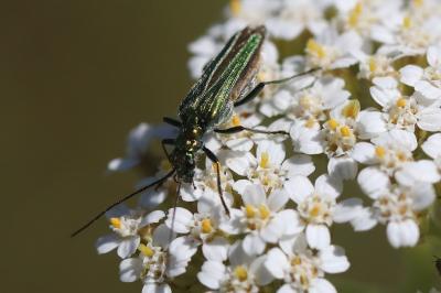 <i>Oedemera nobilis</i>
