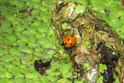 <i>Coccinella septempunctata</i>