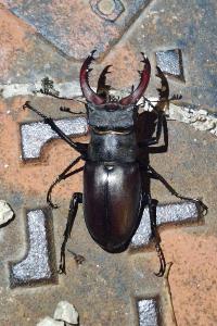 <i>Lucanus cervus</i>