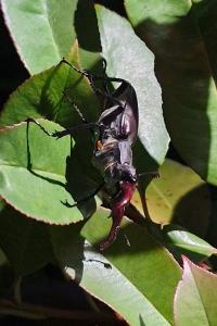 <i>Lucanus cervus</i>