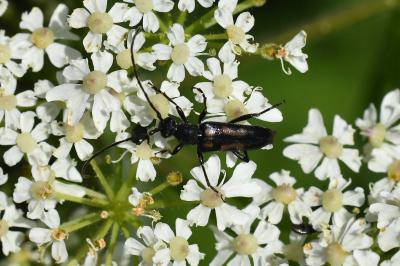 <i>Anoplodera sexguttata</i>