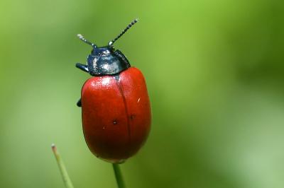 <i>Chrysomela populi</i>