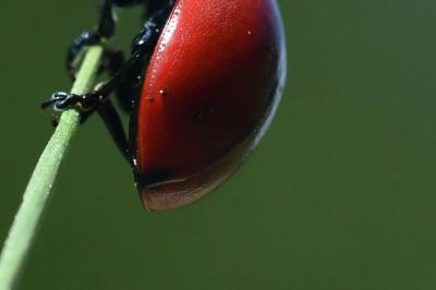 <i>Chrysomela populi</i>