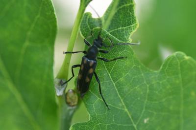 <i>Anoplodera sexguttata</i>
