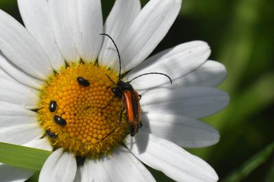 <i>Stenurella melanura</i>
