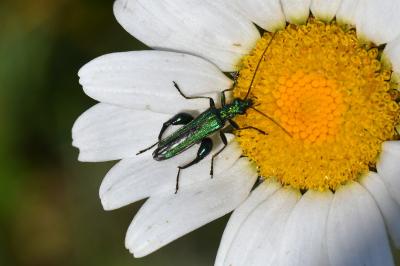 <i>Oedemera nobilis</i>