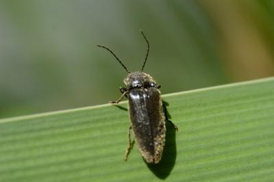 <i>Hemicrepidius</i>