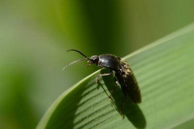 <i>Hemicrepidius</i>