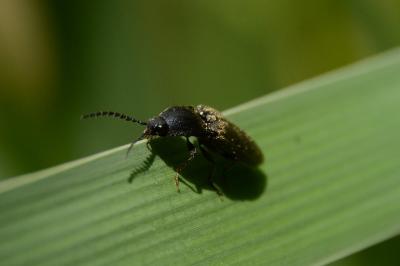 <i>Hemicrepidius</i>