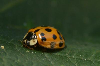 <i>Harmonia axyridis</i>