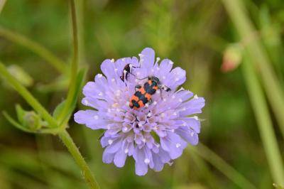 <i>Trichodes alvearius</i>