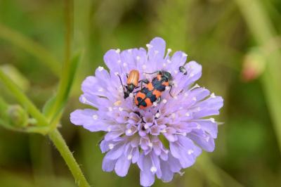 <i>Trichodes alvearius</i>