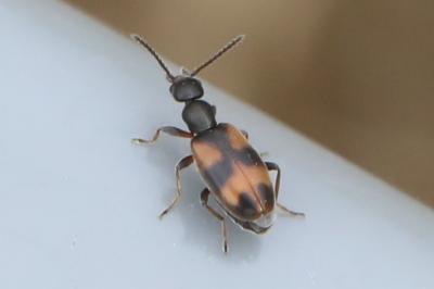 <i>Anthicus antherinus</i>