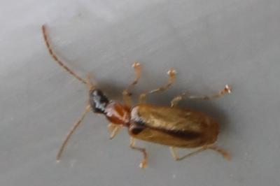 <i>Demetrias atricapillus</i>