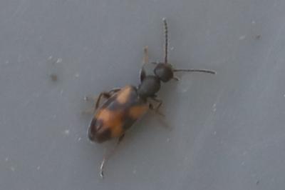 <i>Anthicus antherinus</i>
