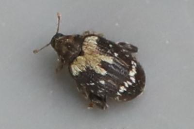 <i>Orchestes hortorum</i>