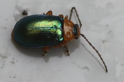 <i>Sermylassa halensis</i>