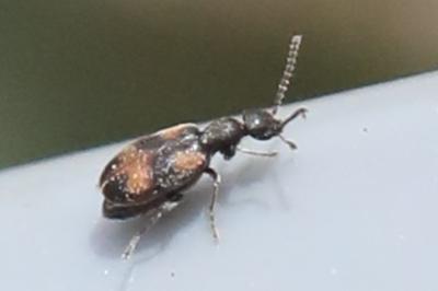 <i>Anthicus antherinus</i>