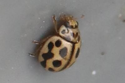 <i>Tytthaspis sedecimpunctata</i>