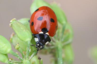 <i>Coccinella septempunctata</i>