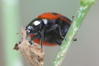 <i>Coccinella septempunctata</i>